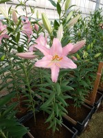 [5386 Sanna VZ No02.JPG]